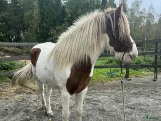 hästar Kompis sökes! i Trosa - Annons 6