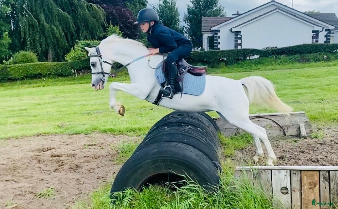 Allround hästar till salu: Selection of Irish ponies i Ljungby - Bild 17