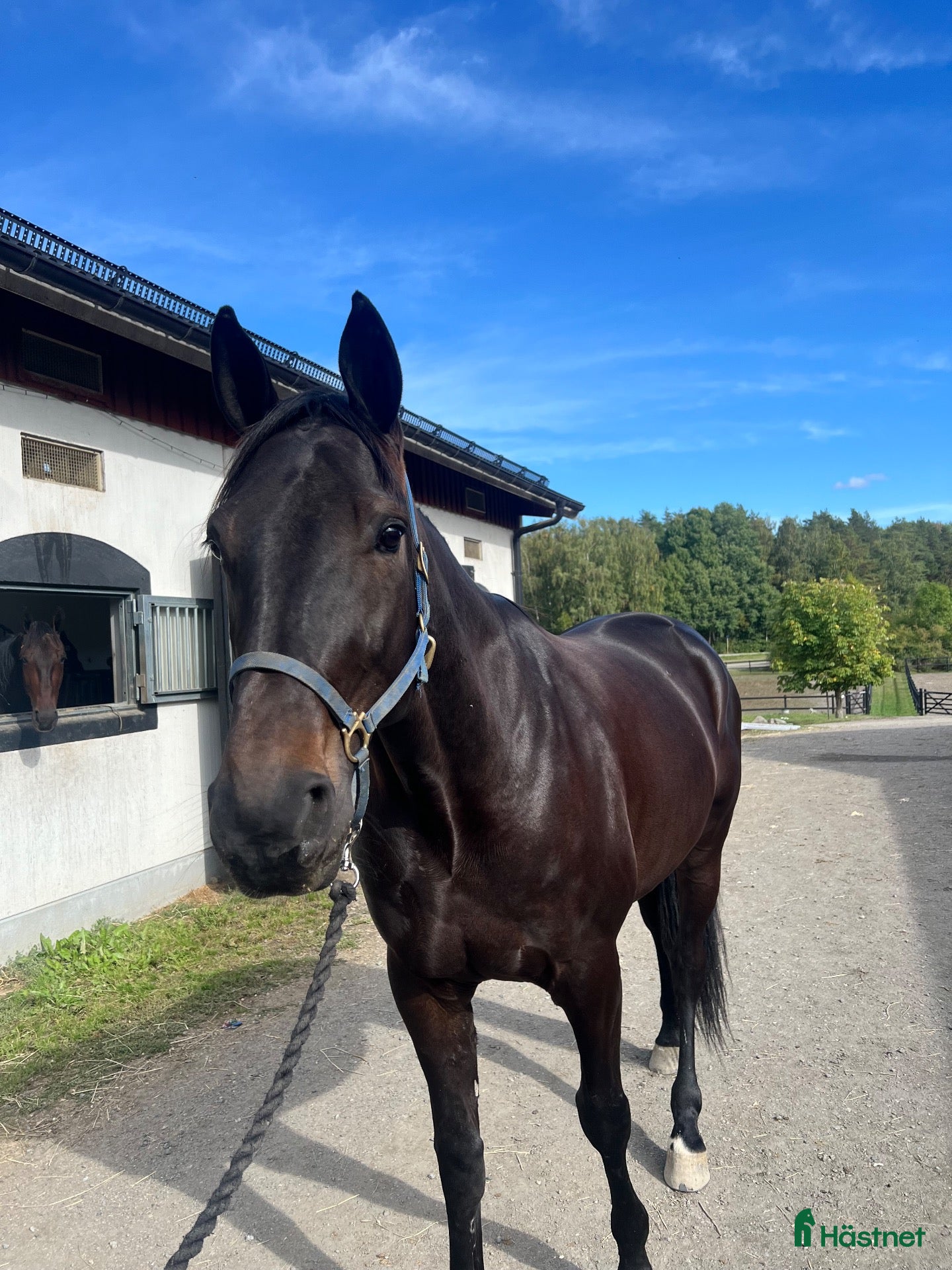  hästar Söker hem som ridhäst  - Annons 1