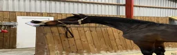 Hoppning hästar till salu: Fineste holsteinerstoet för avel – säljes/bytes - Annons 6