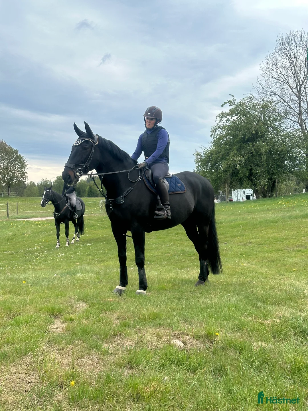  medryttarhäst finnes: Valack 14 år  i Trollhättan - Annons 2