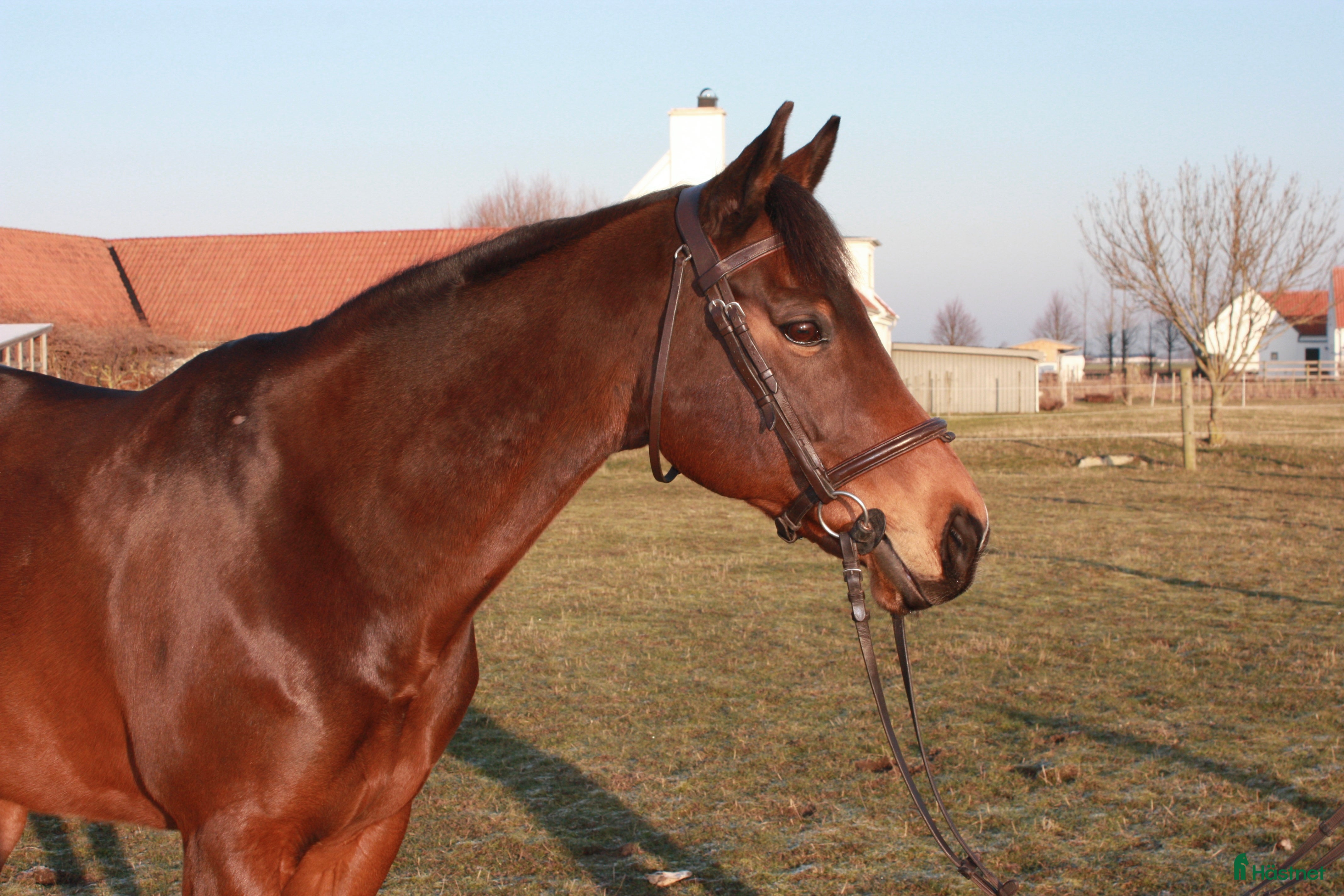  hästar Vackert allroundsto med positiv inställning! i Höllviken - Annons 9