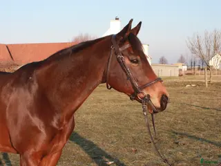hästar Vackert allroundsto med positiv inställning! i Höllviken - Annons 9