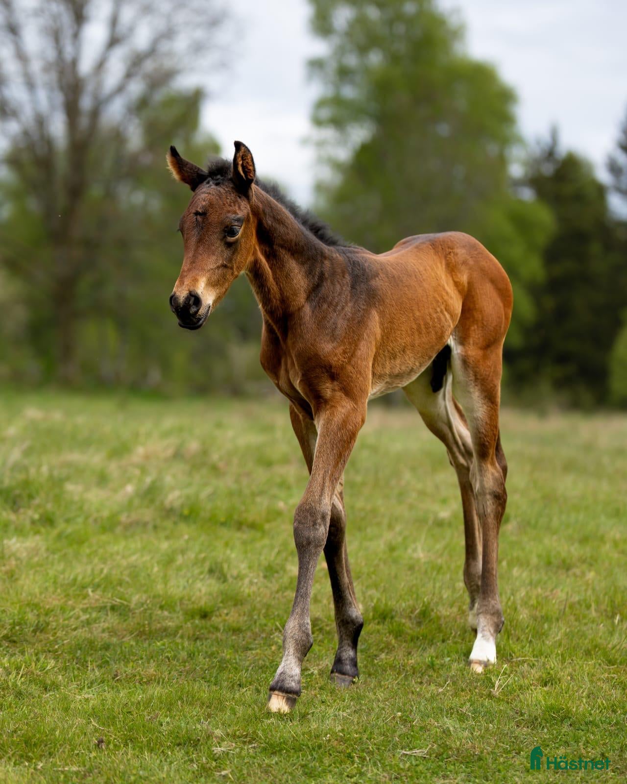  hästar Fantastic Colt for Sale – by Hardrock Z x Indoctro i Ullared - Annons 4