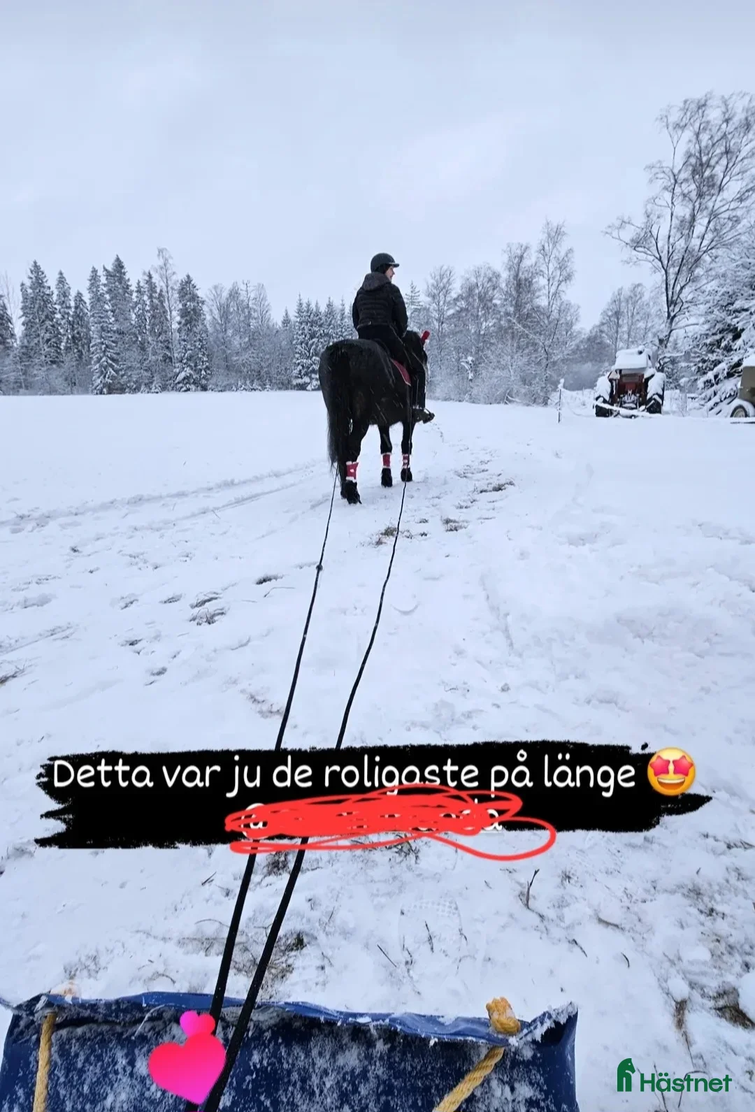 Allround hästar till salu: Herre med hjärtat på rätt ställe i Filipstad - Annons 2