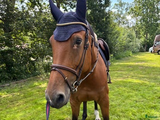 hästar Oslipad diamant! i Växjö - Annons 6