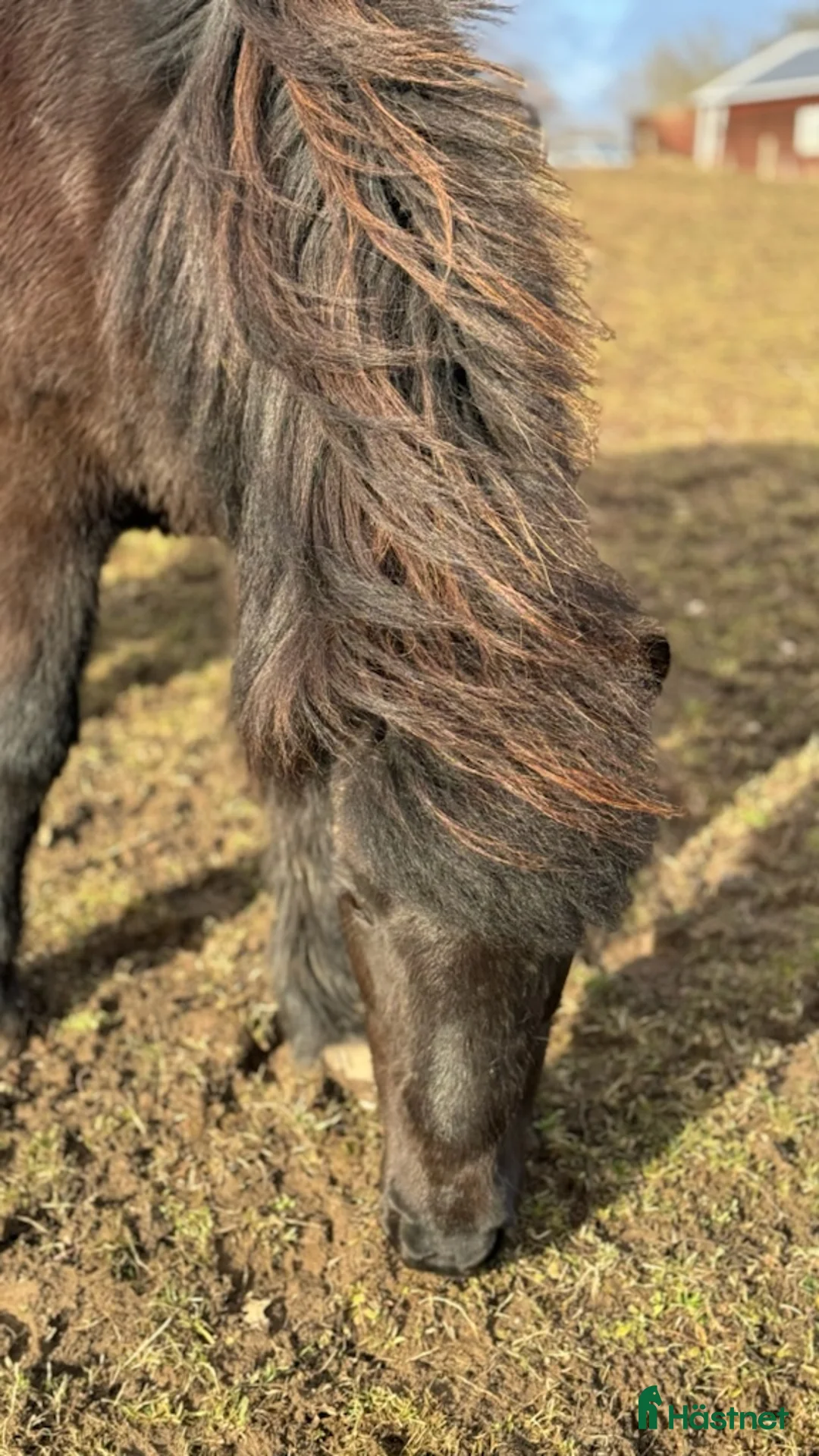 Island hästar till salu: Trevligt sto i Gränna - Annons 2