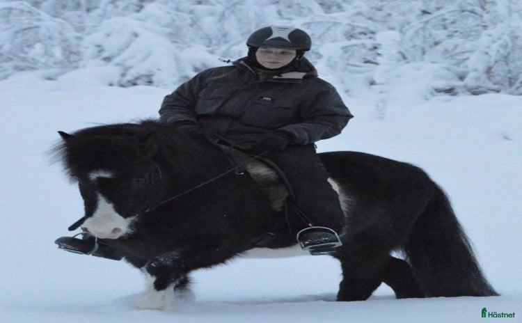  hästar i Gällivare - Annons 12