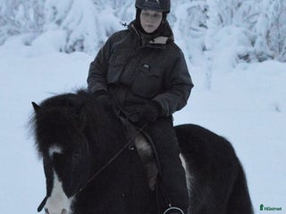 Island hästar till salu: Islandsvalack säljes, 20år i Gällivare - Annons 1