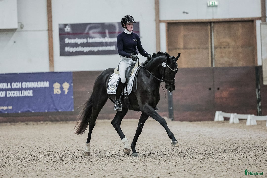  hästservice finnes: Hästutbildare finnes! i Braås - Annons 2