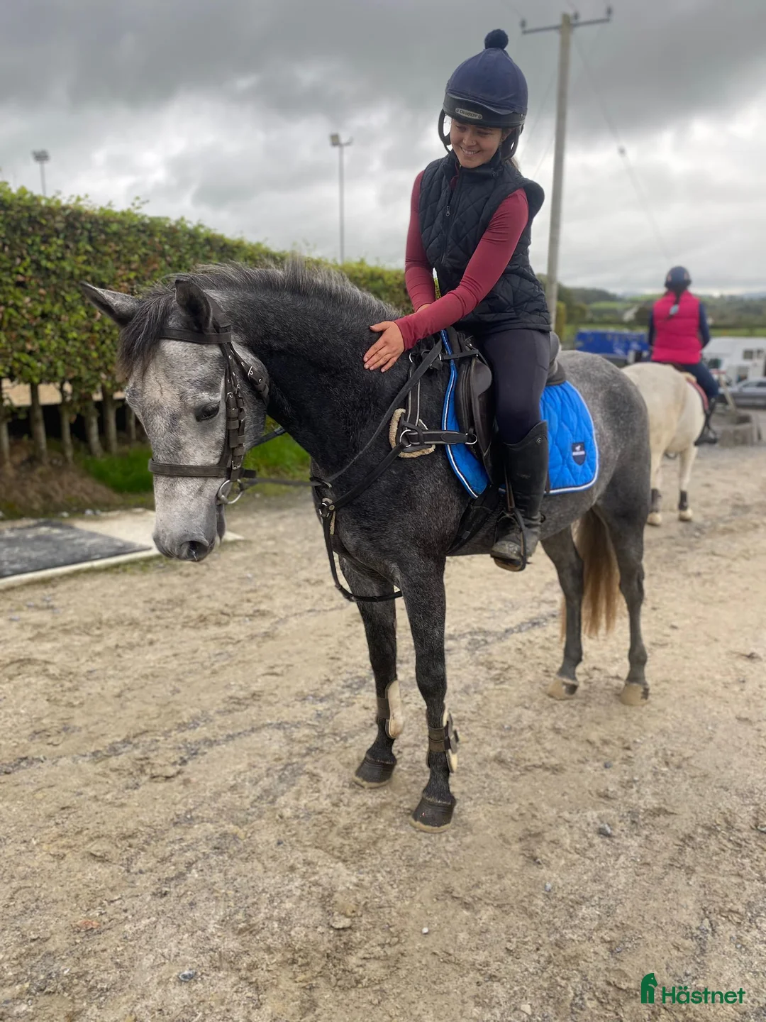 Allround hästar till salu: Selection of ponies i Ljungby - Annons 16