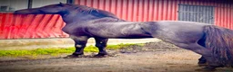 Island hästar till salu: Pampig lovande hingst! - Annons 8