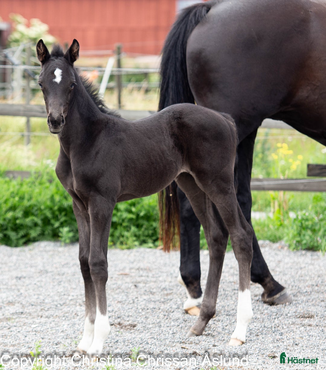 Dressyr hästar till salu: 2 hingstföl och ett stoföl dressyr i Norrtälje - Annons 12