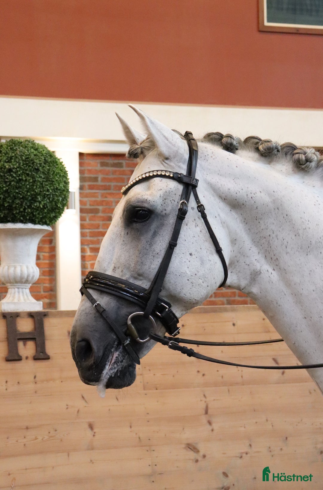 Dressyr hästar till salu: Vacker PRE-hingst!  i Stora Sundby - Annons 3