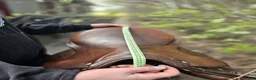 Sadlar hästutrustning till salu: Sadlar i olika skick  - Annons 7
