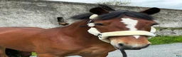 Allround hästar till salu: Selection of Connemara ponies  - Annons 22
