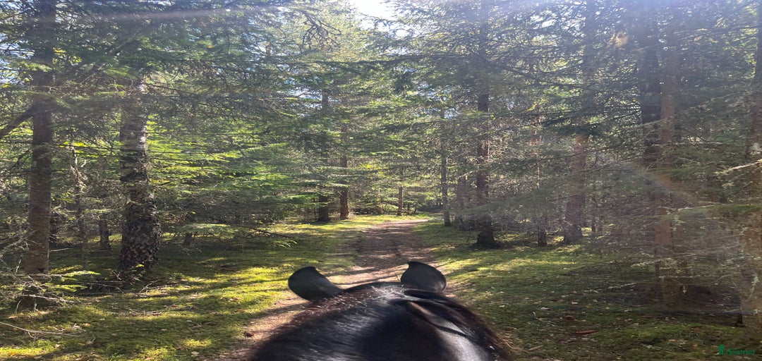 Galleribild {{count}}