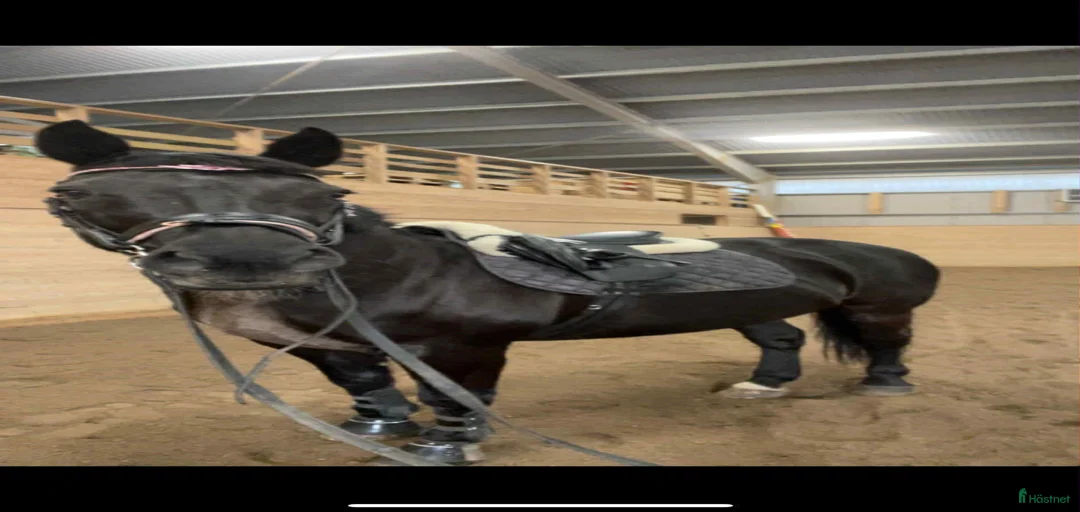 Galleribild {{count}}