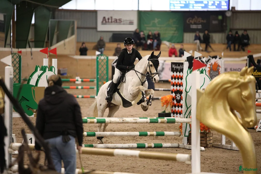 Allround hästar till salu: Charmig och glad c-ponny söker nytt hem! - Annons 2