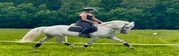 Allround hästar till salu: Mycket fin Connemara Projekt  - Annons 7