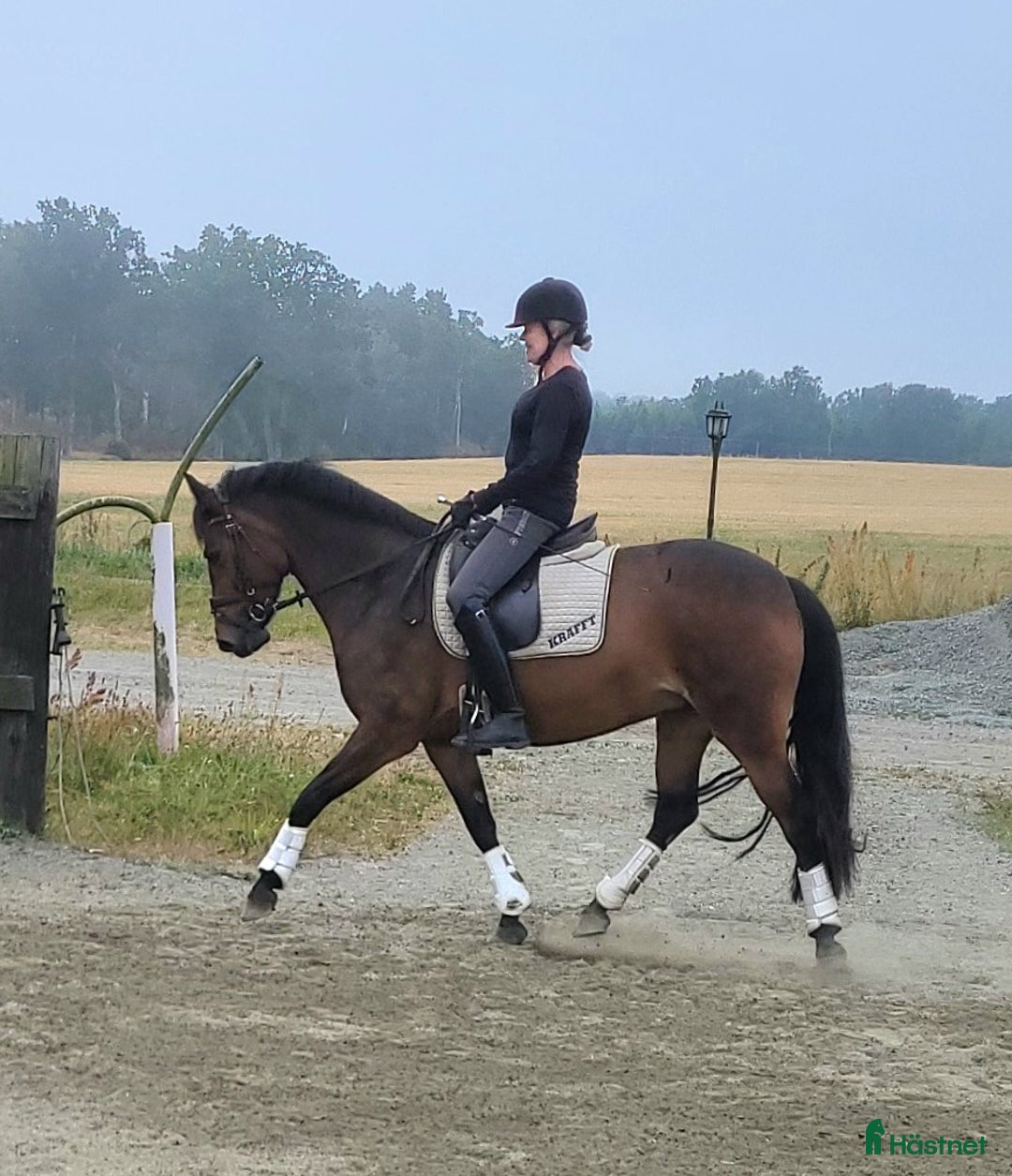 Dressyr hästar till salu: Litet välutbildat (MSVB) dressyrsto i Hässleholm - Annons 1