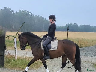 hästar Litet välutbildat (MSVB) dressyrsto i Hässleholm - Annons 20