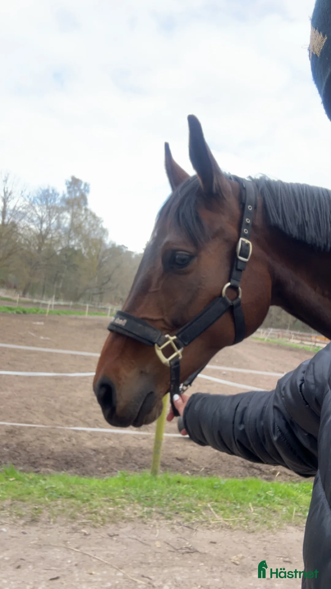 Hoppning hästar till salu: Swb sto - Annons 2