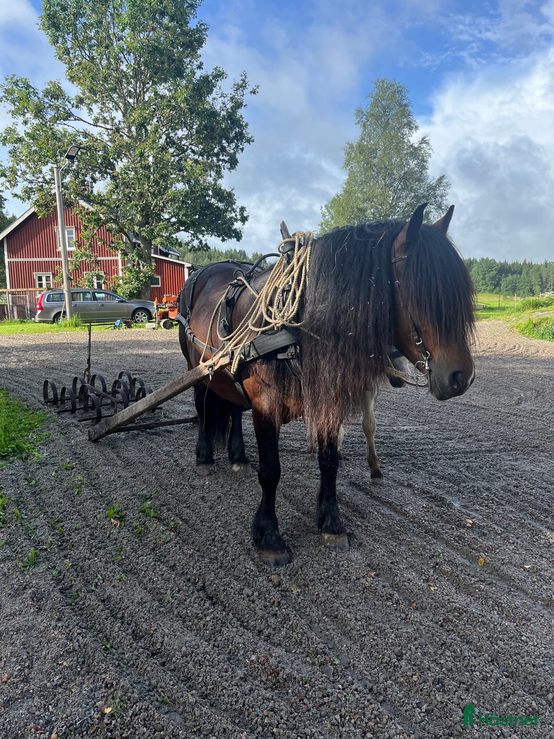 Körning hästar till salu: TINGAD! Dora 🌟 i Årjäng - Annons 6