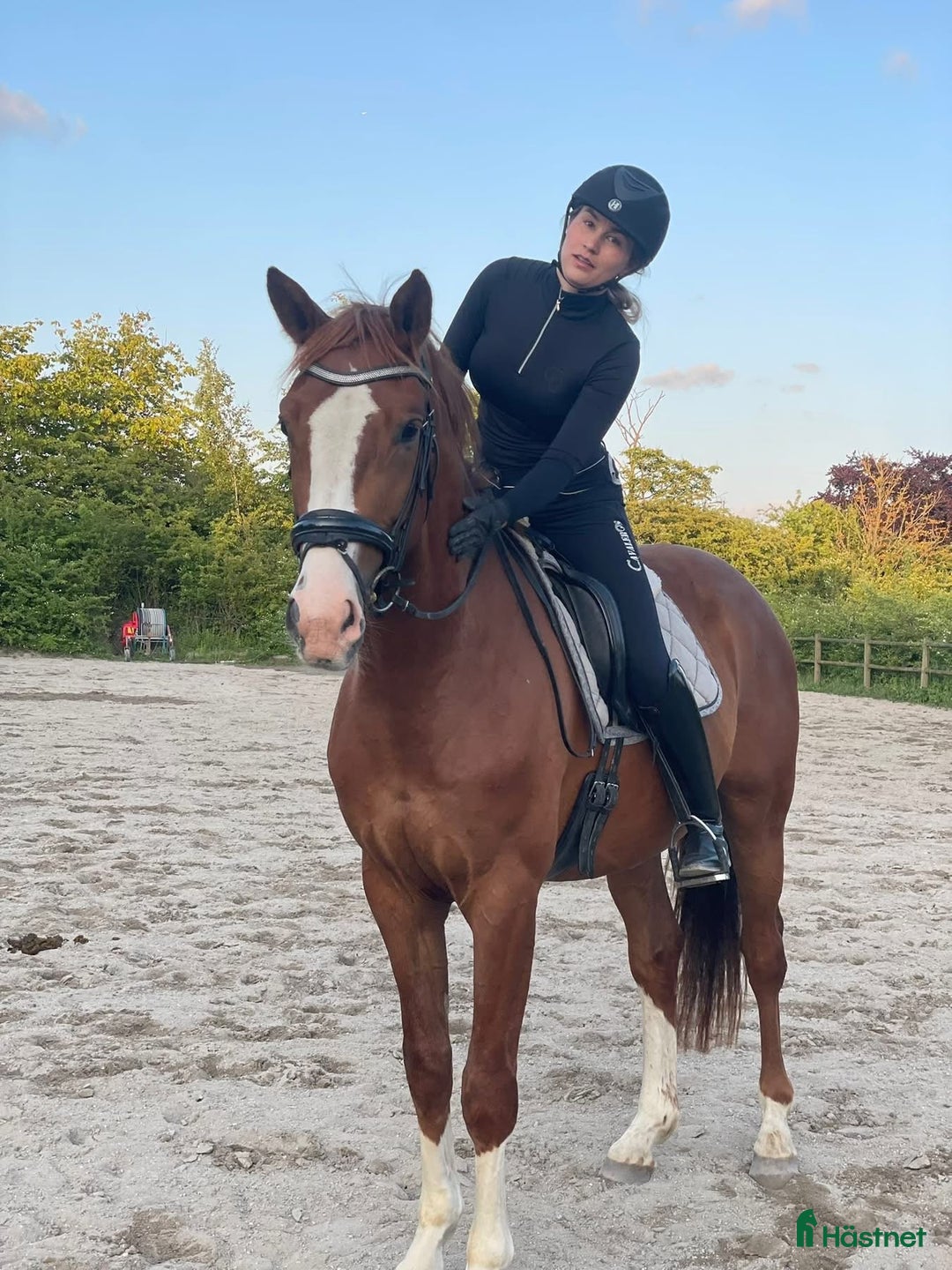 Dressyr hästar till salu: Stor ram dressyr häst - Annons 1