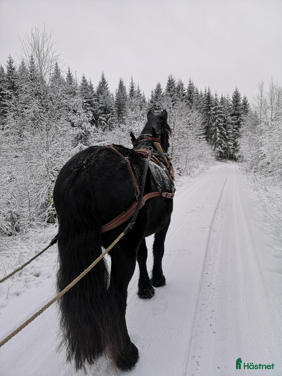 Körning hästar till salu: Körhäst  - Annons 5
