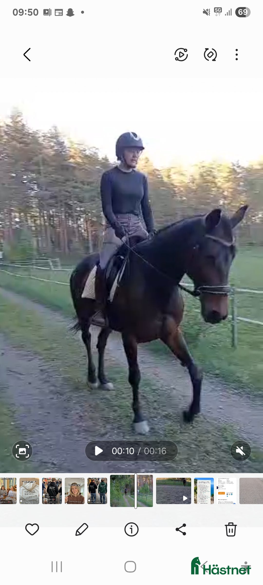  hästar  Fin snäll Ridtravare   - Annons 13
