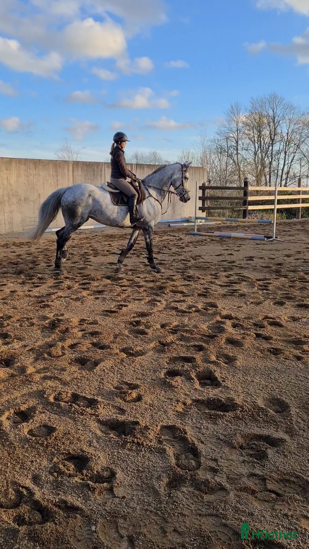 Hoppning hästar till salu: Socialt stoföl e. A magic twist - Annons 5