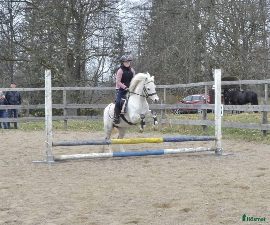 Allround hästar till salu: Finaste Zaphira - Annons 2