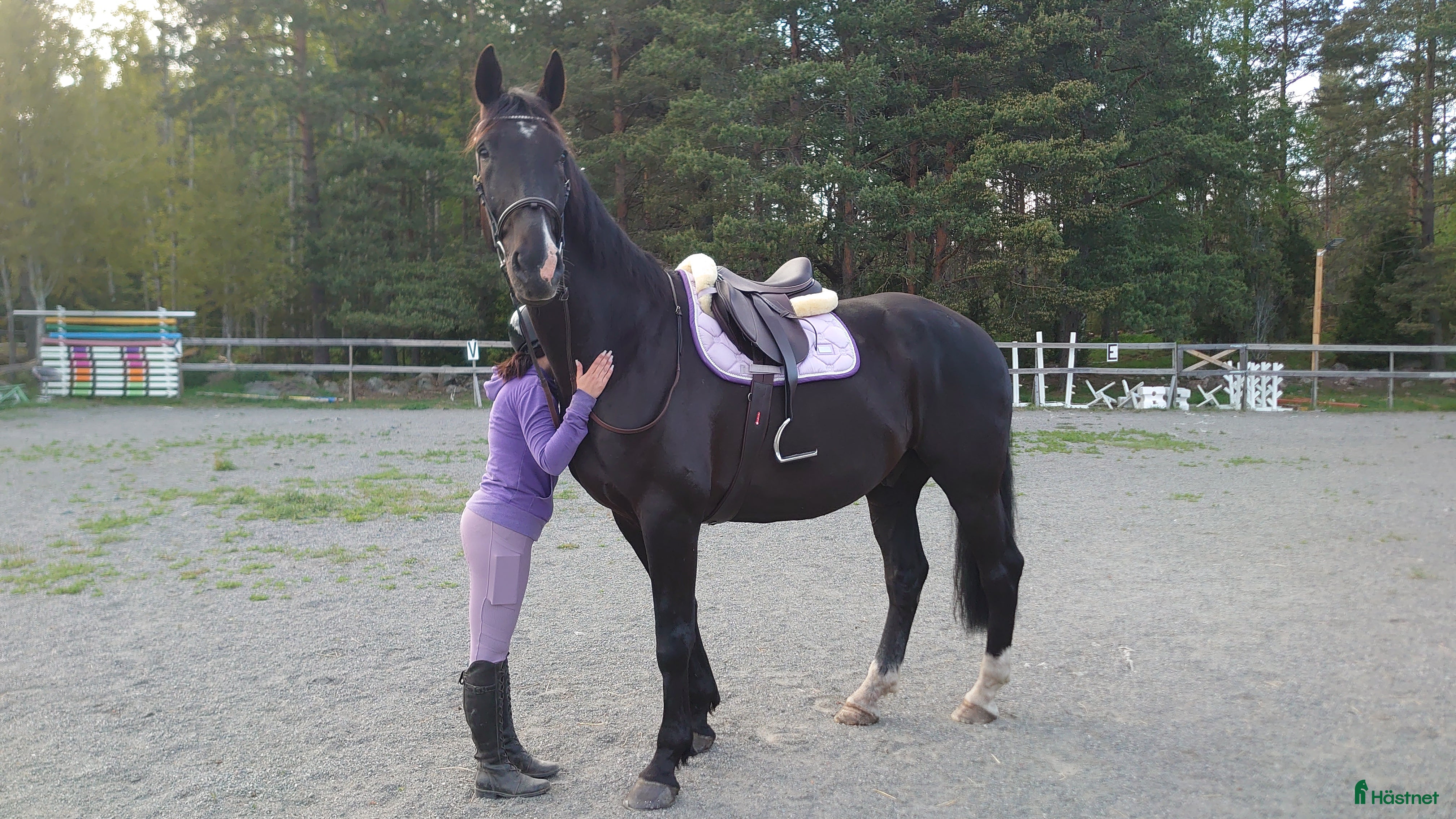  hästar Stor valack med personlighet  - Annons 17