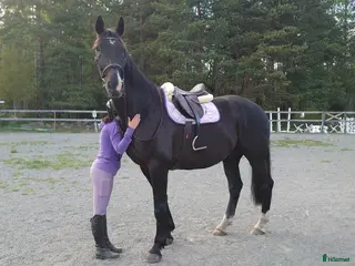 hästar Stor valack med personlighet - Annons 17