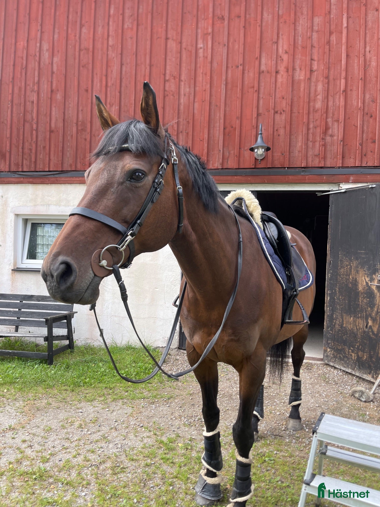  hästar En bästa vän  - Annons 2