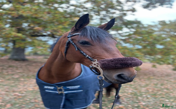  hästar i Norrköping - Annons 2