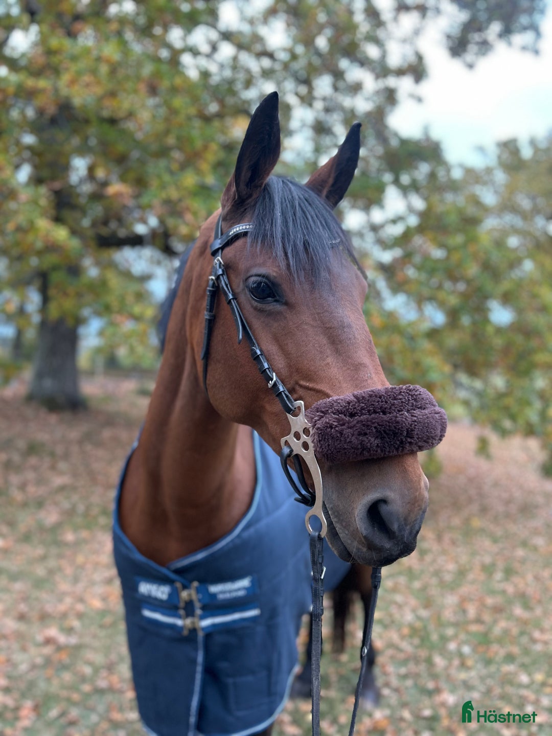 Dressyr hästar till salu: För dig som söker en bästa vän! i Norrköping - Annons 2
