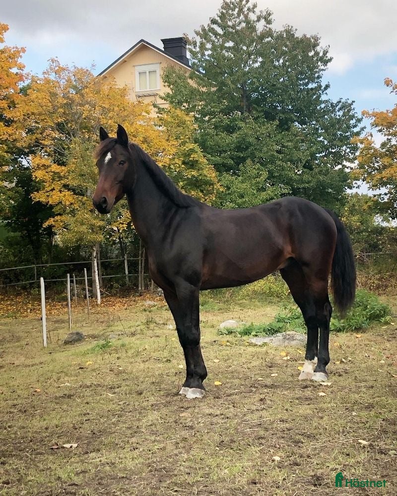  hästar Buster söker sin bästa vän - Annons 1