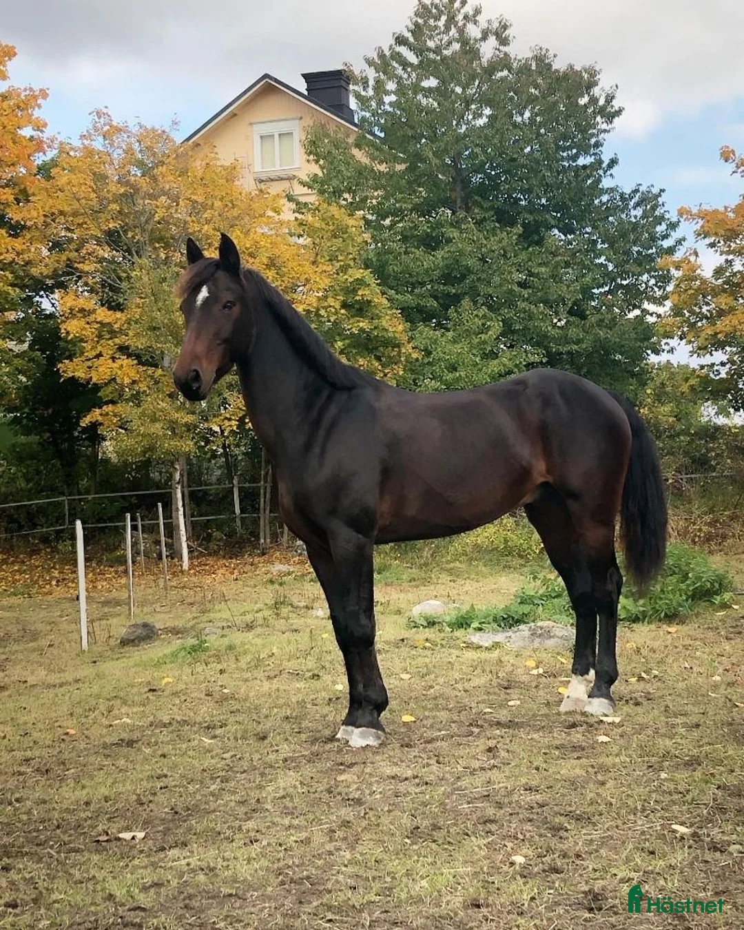 Allround hästar till salu: Buster söker sin bästa vän - Annons 1