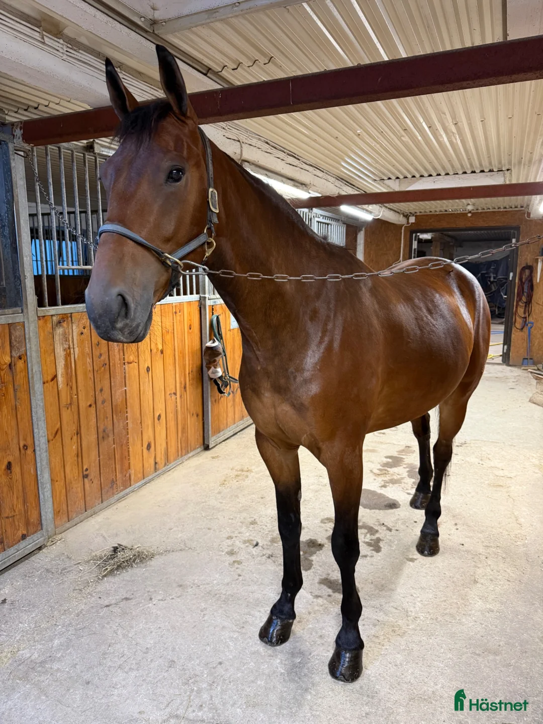 Trav hästar till salu: 3 åring travhäst  - Annons 2