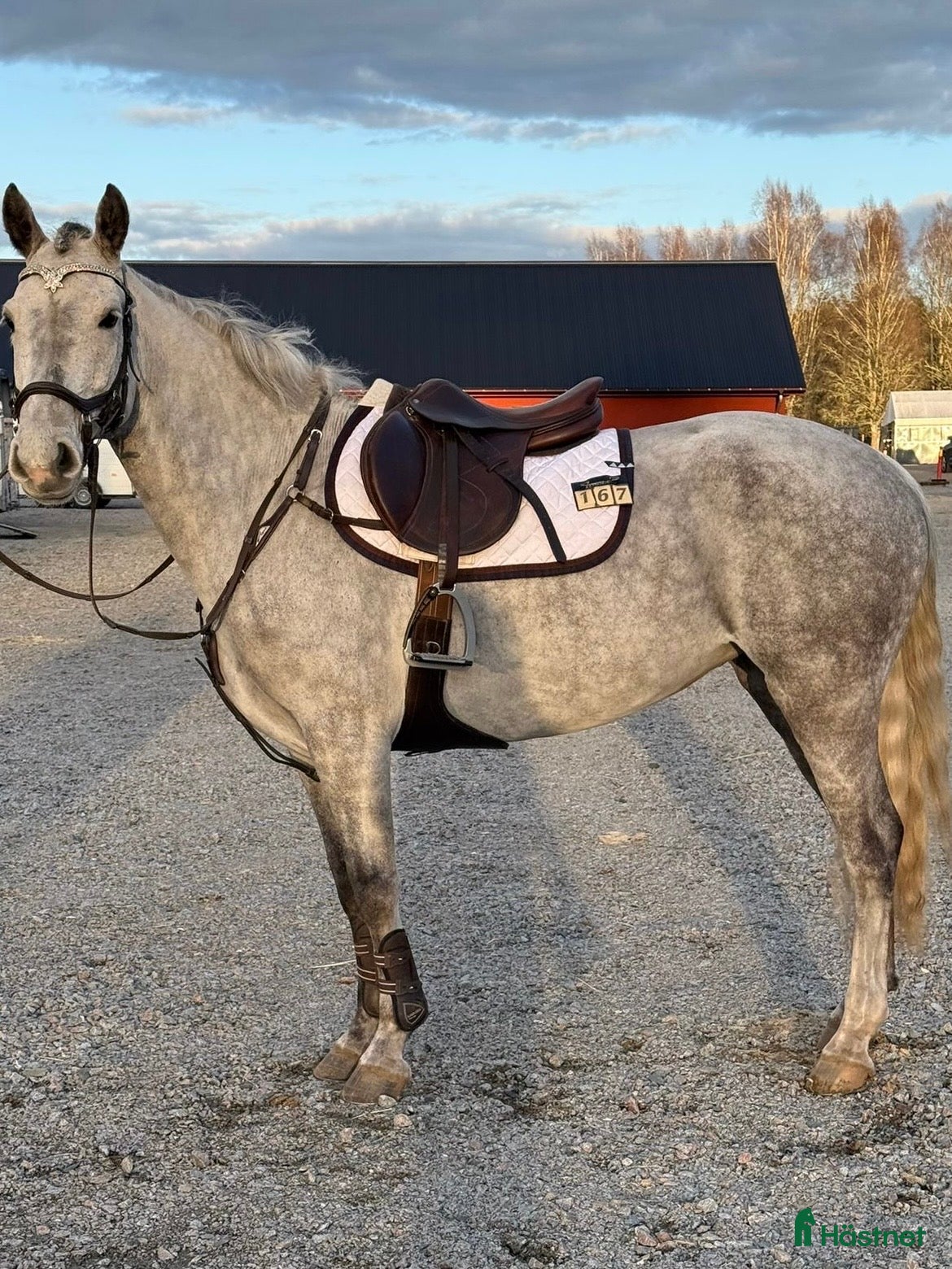  hästar Trevligt sto med utvecklingspotential  - Annons 5