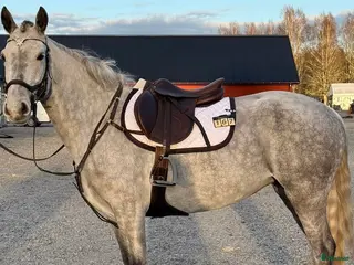 hästar Trevligt sto med utvecklingspotential - Annons 5