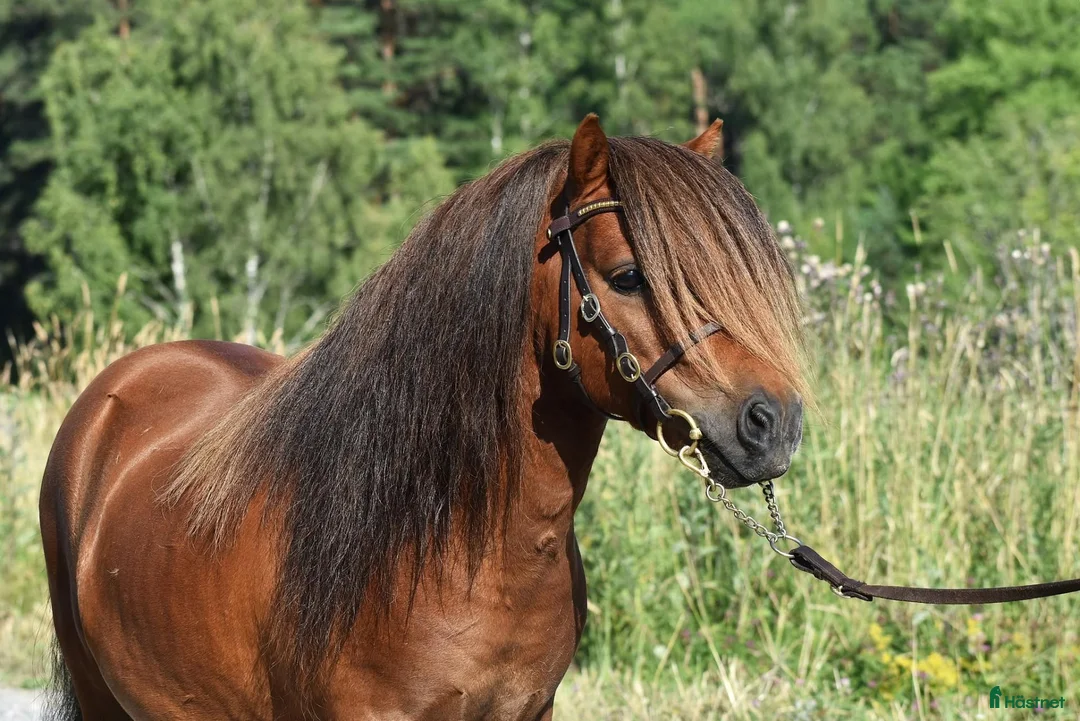 Sällskap hästar till salu: Två underbara minivalacker! - Annons 1