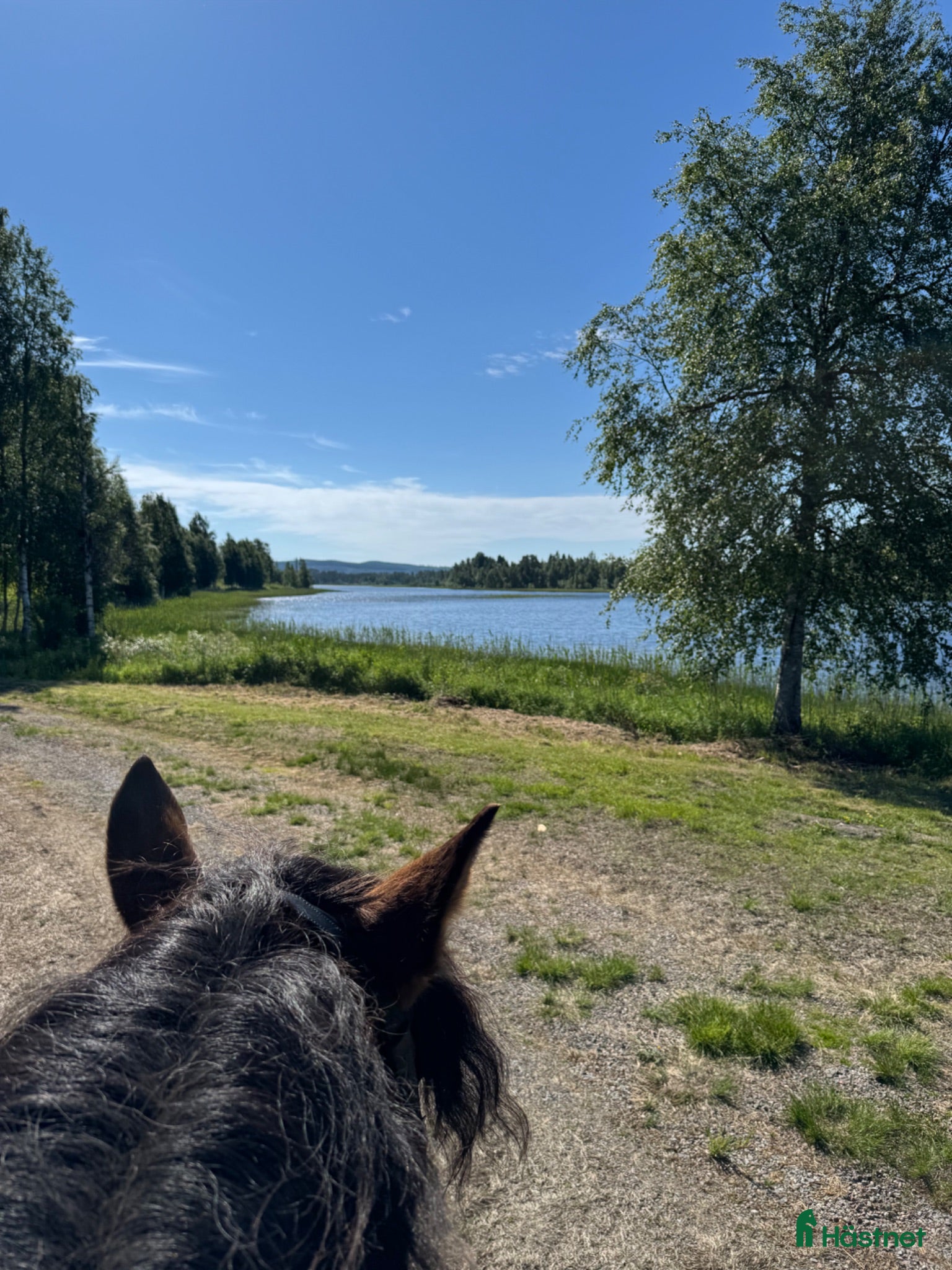  hästar Söker efter en bästa vän  - Annons 1