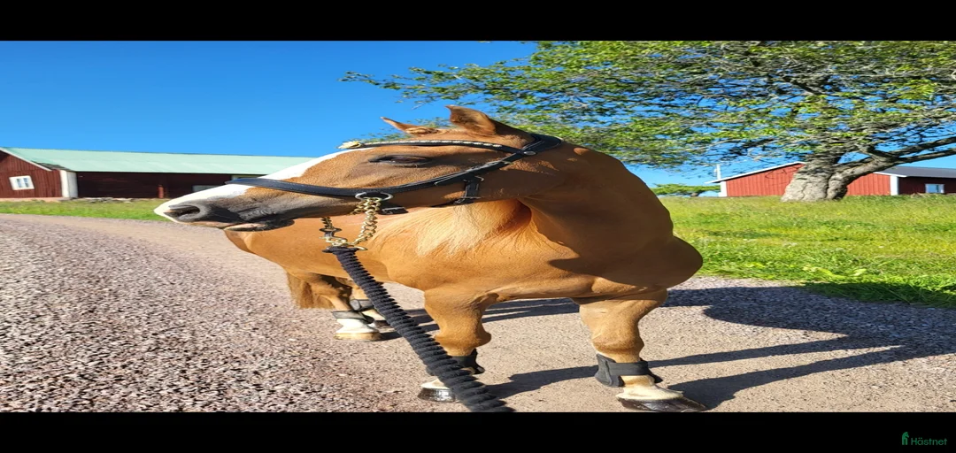 Galleribild {{count}}