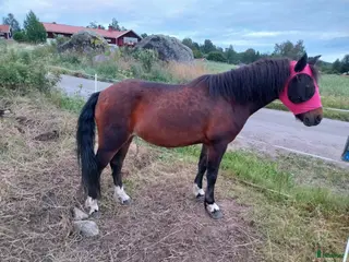 hästar Dartmoorponny, 9 år med stor personlighet. i Järvsö - Annons 15