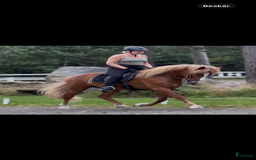 Island hästar till salu: Flott 5gångs valack  i Torestorp - Annons 3