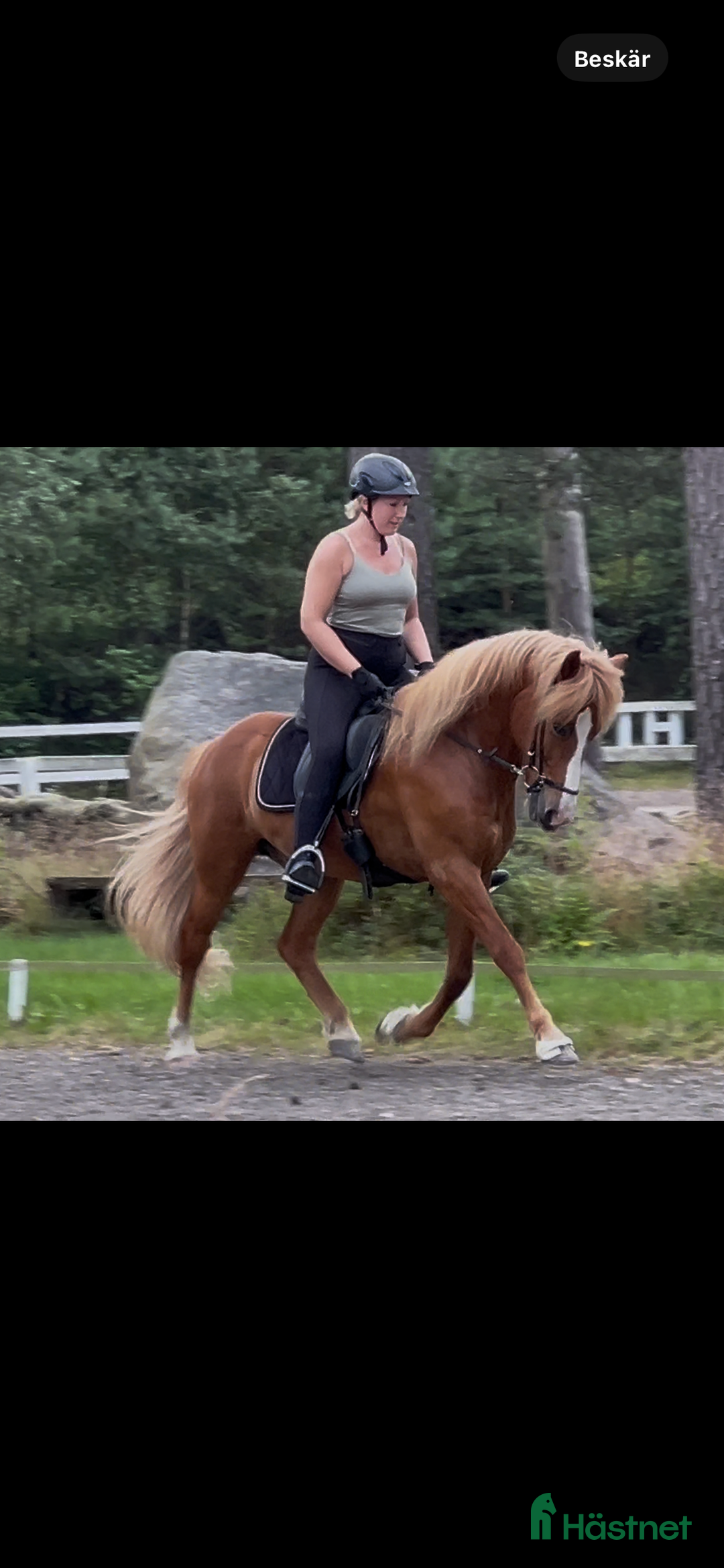 Island hästar till salu: Flott 5gångs valack  i Torestorp - Annons 3