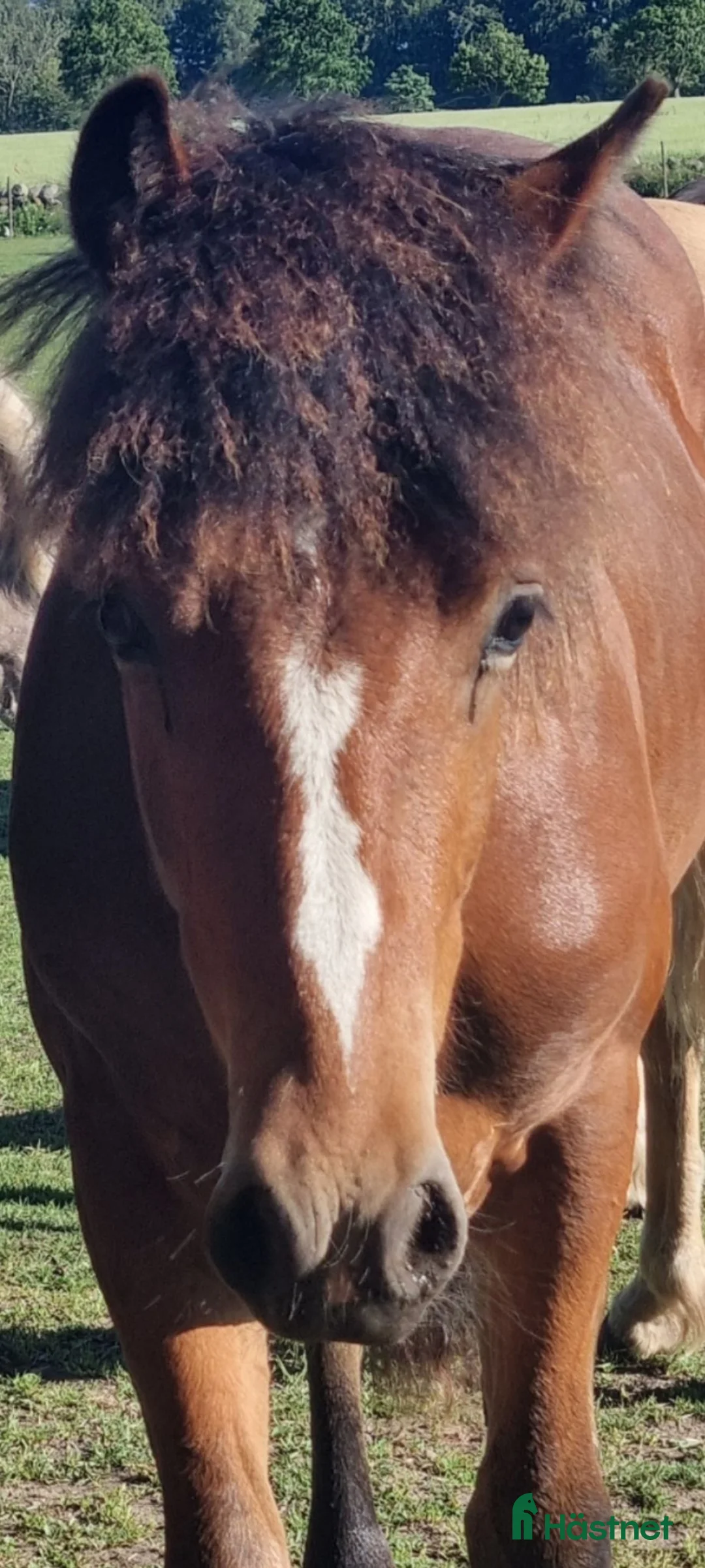 Trav hästar till salu: Avelschansad hingst - Annons 2